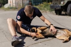 У Вінницькій області волонтери проведуть безкоштовну стерилізацію домашніх тварин