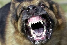 В одному із районів Вінниччини оголосили карантин через сказ