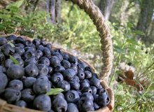  Саджанці чорниці: як вибрати найкращі для вашого саду