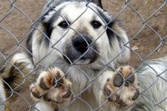 У Вінниці тварини з нелегкою долею теж хочуть новорічних подарунків (Відео)