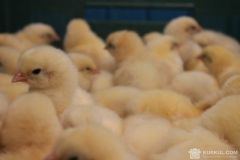 Вінниччина посіла перше місце за поголів’ям птиці