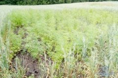 На Вінниччині знайшли плантацію конопель