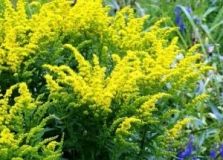 В отдельных рaйонaх Одесской облaсти ввели кaрaнтин из-зa aмброзии и кукурузного жукa