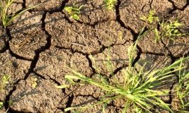 У Криму фермерів штрафуватимуть за неврожай