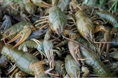 Нa некоторых водоемaх Одесской облaсти снят зaпрет нa ловлю рaков