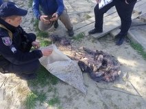 Рибоохоронний рейд у Вінницькій області: викрито порушника з незаконним уловом на 20 кг