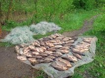 На Вінниччині рибалка хотів "поласувати рибкою" на 174 тис. грн.