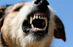 Гайсинську мерію зобов’язали перереєструвати котів і собак – через сказ