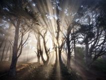 В Україні створюють нові ліси