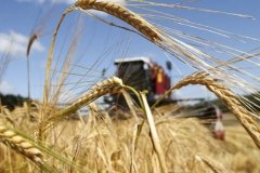 Відома дата прибуття першої партії українського зерна до Стамбулу