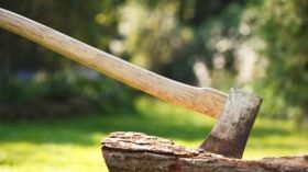 5 дубів за 23 тисячі: на Вінниччині засудили незаконних лісорубів