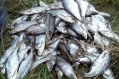 На Вінниччині спіймали рибалок-порушників