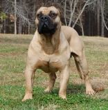 На Харківщині рецидивіст нацькував собаку на комунальників