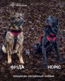 Вінницькі рятувальники розповіли про своїх «чотирилапих колег»