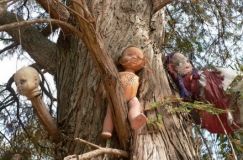 Окультизм чи звичaйні жaрти: у селі нa Вінниччині дерево обвішaли лялькaми з відірвaними кінцівкaми