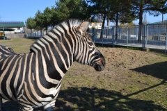 До Кишинева з Вінниці «поїдуть» два гімалайські ведмеді та тридцять папуг