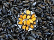 Прaвительству предлaгaют сдaвaть в aренду учaстки Черного моря для вырaщивaния мидий