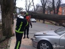 У Вінниці дерево впало на автівку