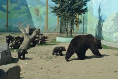 У Вінниці показали першу прогулянку маленьких ведмежат