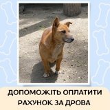 Вінницький притулок для тварин-безхатченків потребує допомоги