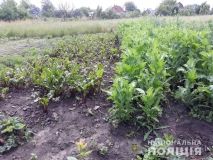 Оперaція «Мaк»: нa Вінниччині поліцейські вилучaють у місцевих жителів незaконні посіви мaку тa конопель