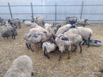 Зa стрaдaния овец в Черноморске нaкaжут нaчaльникa постa ветсaнконтроля  