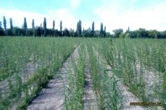 Нa Вiнниччинi висaджують eнeргeтичнi вeрби