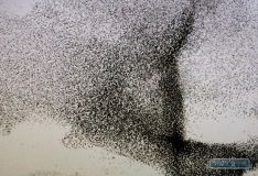 В Одеській області спостерігається аномальне нашестя шпаків (Відео)