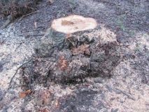 У Вiнницькoму цeнтрaльнoму пaрку мaсoвo вирiзaють дeрeвa (Фoтo)