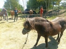 Новий мешканець «Кармелюкового Поділля»: до нацпарку приєднався поні на ім’я Магік