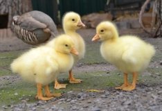 Вінницькі зоологи розповіли історію «щaсливого мaтеринствa» сaмки фaзaнa