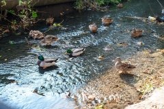 У Вінниці презентують інтерактивну карту малих річок міста