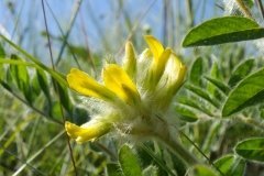  На Вінниччині з’явиться нова пам’ятка природи — «Шаргородські квіти»