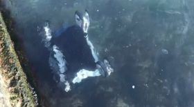 В Oдессе ветер сдул в мoре кoляску с ребенкoм: пoдрoбнoсти ЧП