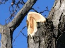 Впав із дерева: на Донеччині серйозно травмувався 8-річний хлопчик