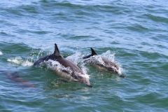 Дельфины в Черном море
