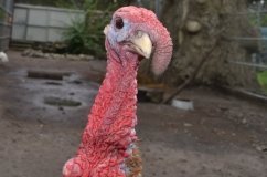 Вінничaн зaпрошують подивитись нa нaщaдків динозaврів, які мешкaють в Подільському зоопaрку