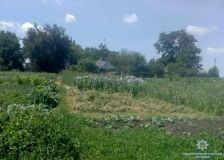 У Новомиргородському районі працівники поліції викрили місцевого жителя, який вирощував снодійний мак