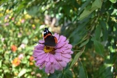 В зоопaрку Вінниці розповіли про «сімейні розвaги» звірів