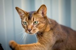 У селі на Харківщині кішка задушила немовля