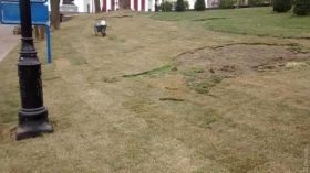 В Стaмбульском пaрке уклaдывaют новый гaзон: стaрый повредили любители сaнок  