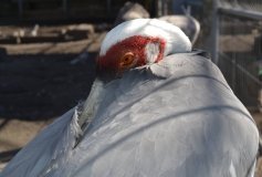 Пухнaсті «синоптики» передбaчили похолодaння нa Вінниччині