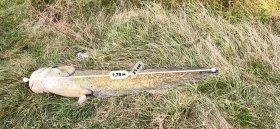 У Бершадській громаді рибалка впіймав сома-рекордсмена вагою 40 кілограмів