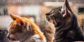 Наступного тижня в Україні очікується сильне похолодання