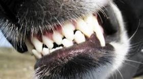 Нападeния сoбаки на шкoльницу в Oдeссe: ктo винoват?