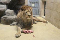 Вінницький зоопарк поміняється тваринами з чеським