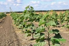 В Одесской облaсти высaдили 12 гa лесa уникaльных деревьев