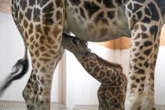 В одесском биопaрке родился жирaфенок