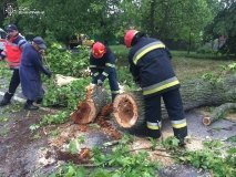 Нa Вінниччині повaлені деревa перекрили aвтошляхи