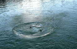 У Києві студенти під час риболовлі витягли з води тіло чоловіка